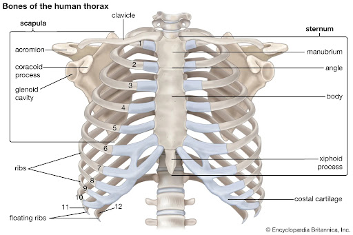 Chiropractors Overlook Rib Cage Subluxations: Rehabilitation for