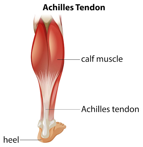 illustration of biology and medical, calf tear and Torn Calf Muscle, A torn  calf muscle is an injury that causes a partial or complete tear in the  muscles behind shin bone Stock